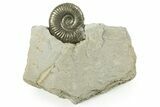 Pyritized Jurassic Ammonite (Fuciniceras) Fossil - France #367622-1